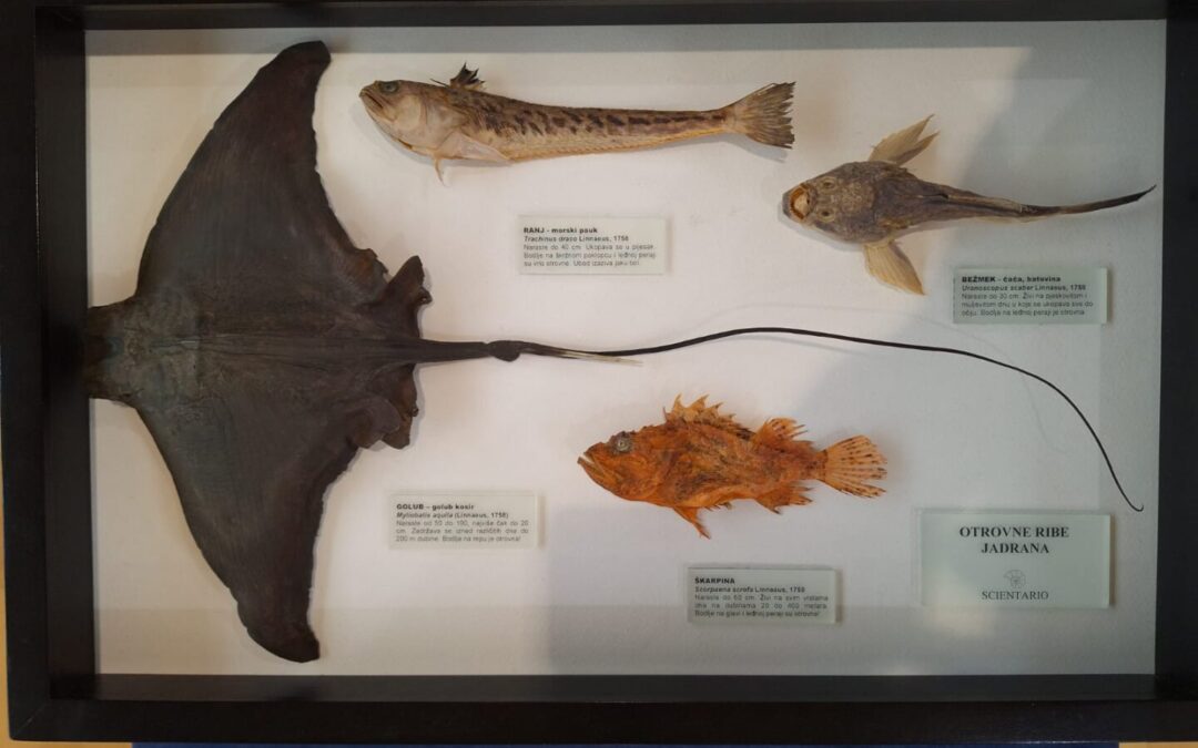 Tajne Jadranskog podmorja